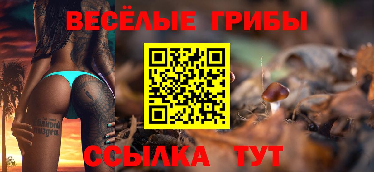 Псилоцибиновые грибы Psilocybe Ухта